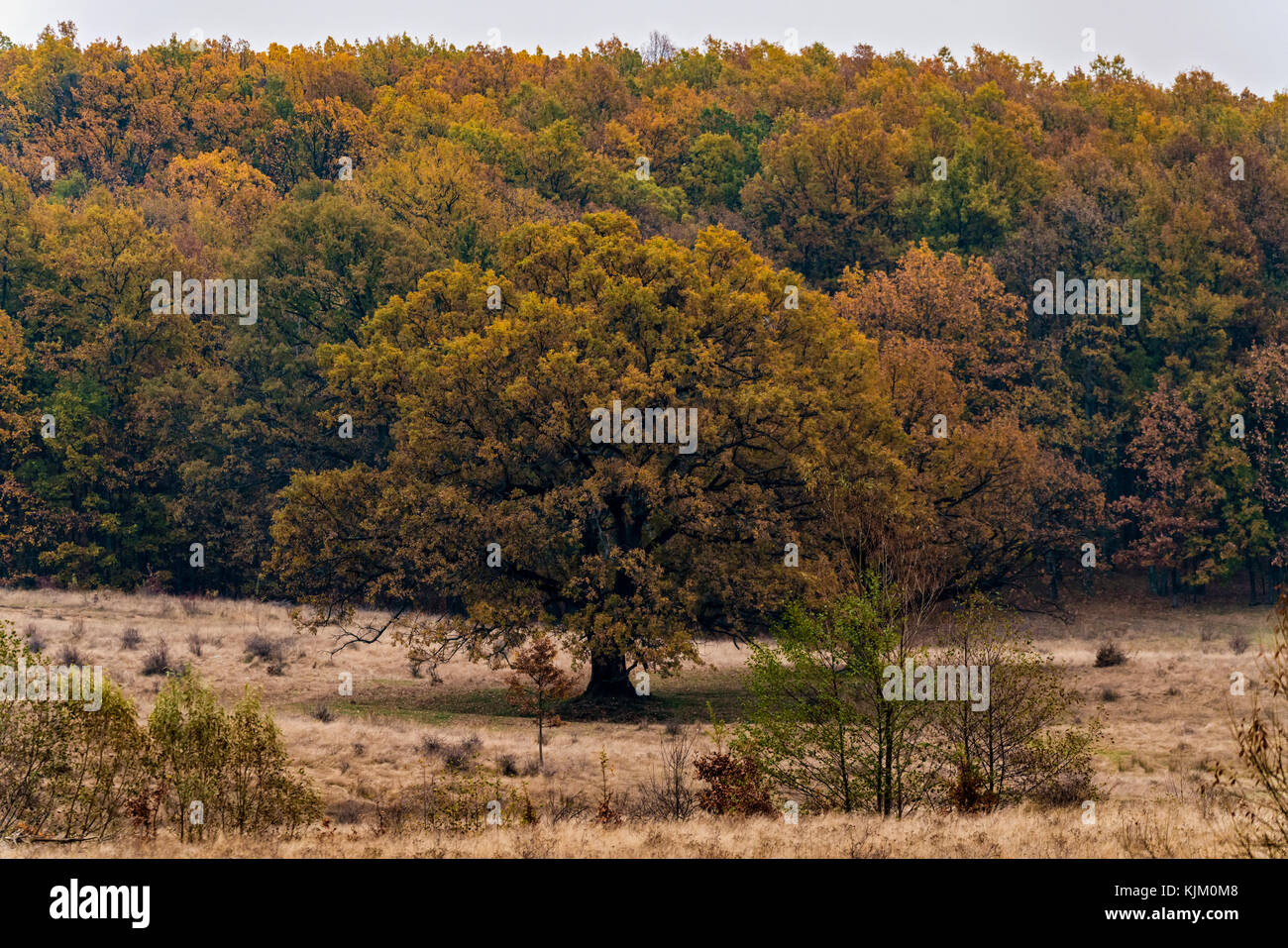 andscape with oak forest in autumn Stock Photo Alamy