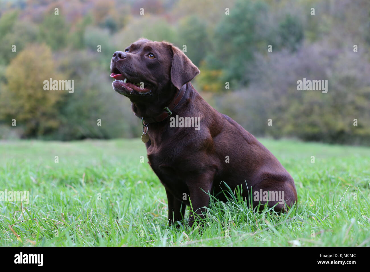 Retriever Chocolate Labrador Chocolate Labrador Retriever Chocolate
