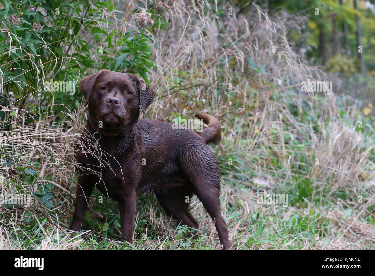 Retriever Chocolate Labrador Chocolate Labrador Retriever Chocolate