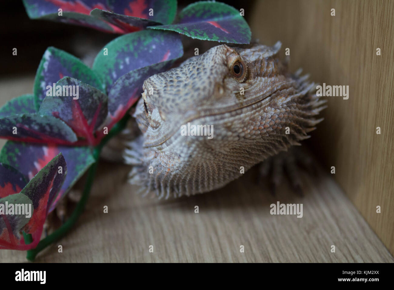 Bearded water dragon hires stock photography and images Alamy