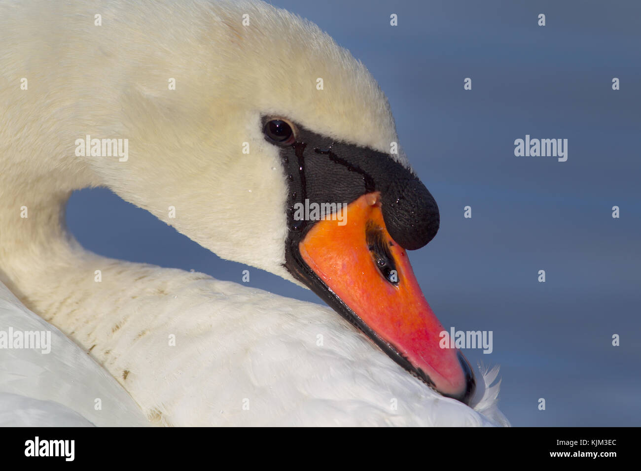 Close up of a Mute swan (Cygnus olor) in the nature reserve Moenchbruch near Frankfurt, Germany. Stock Photo
