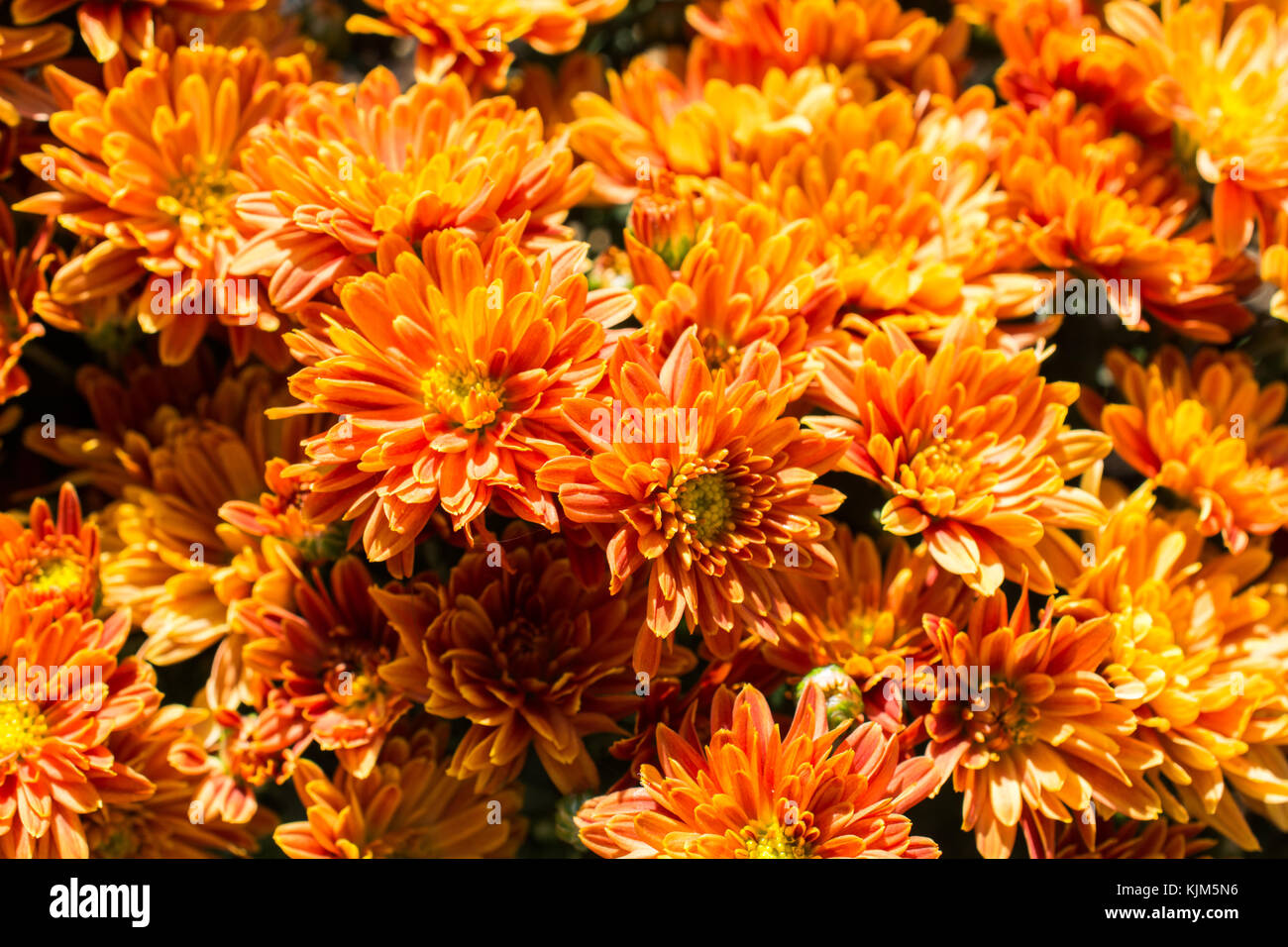 Beautiful fresh flowers as a nature background Stock Photo Alamy