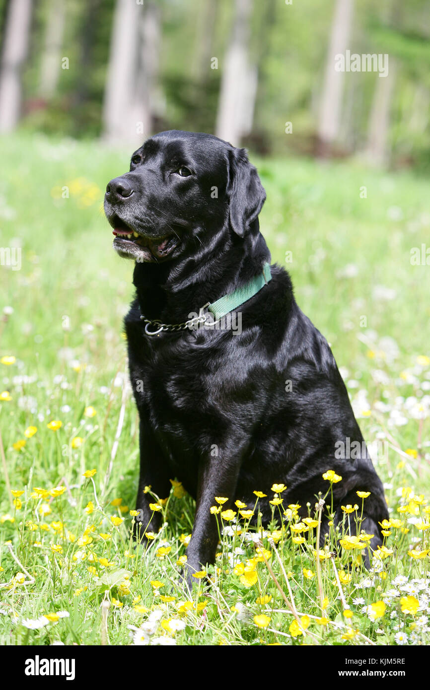 Black lab panting hi-res stock photography and images - Alamy