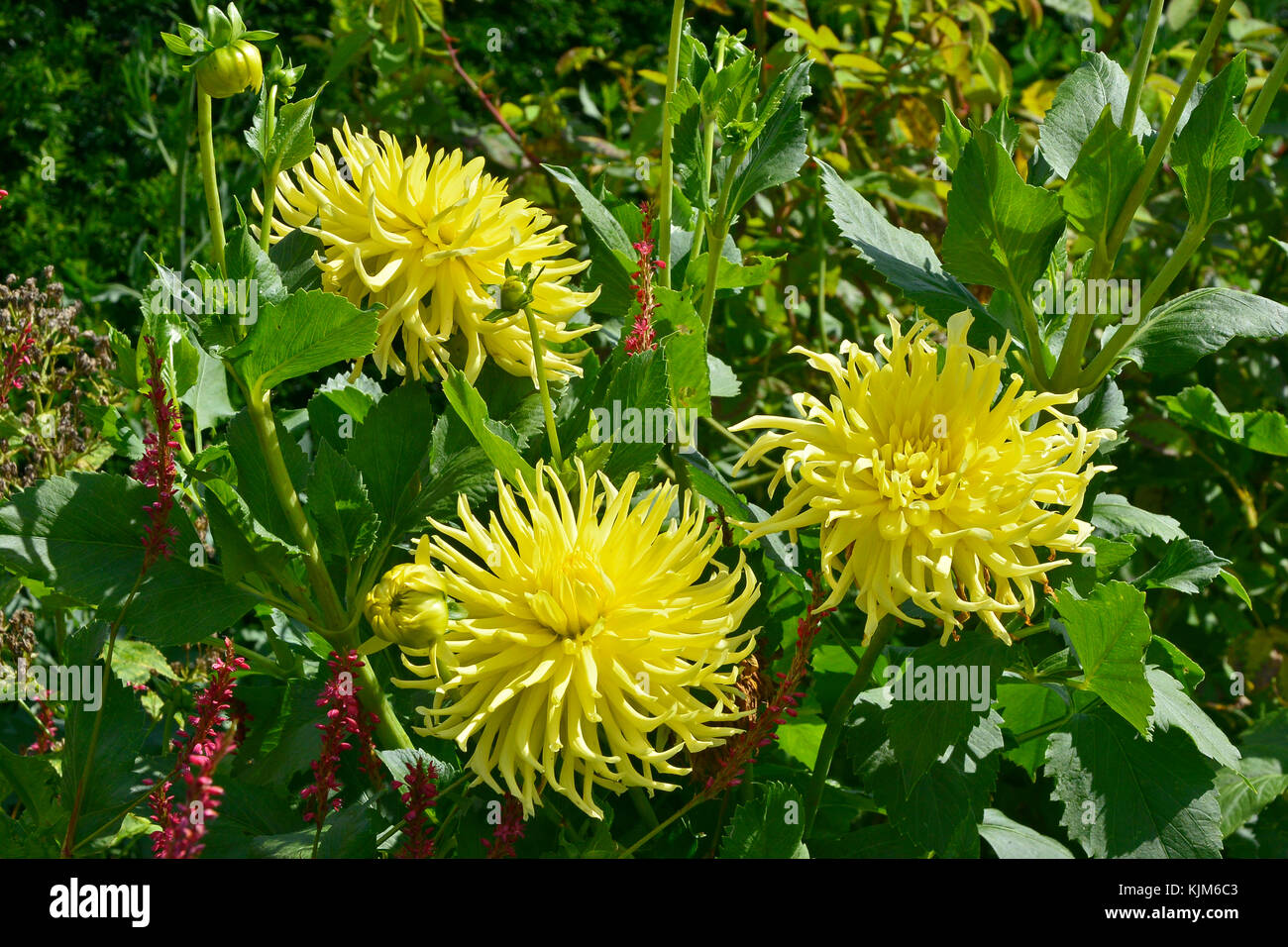 Close up of Dahlia 'Yellow Star' in a flower border Stock Photo