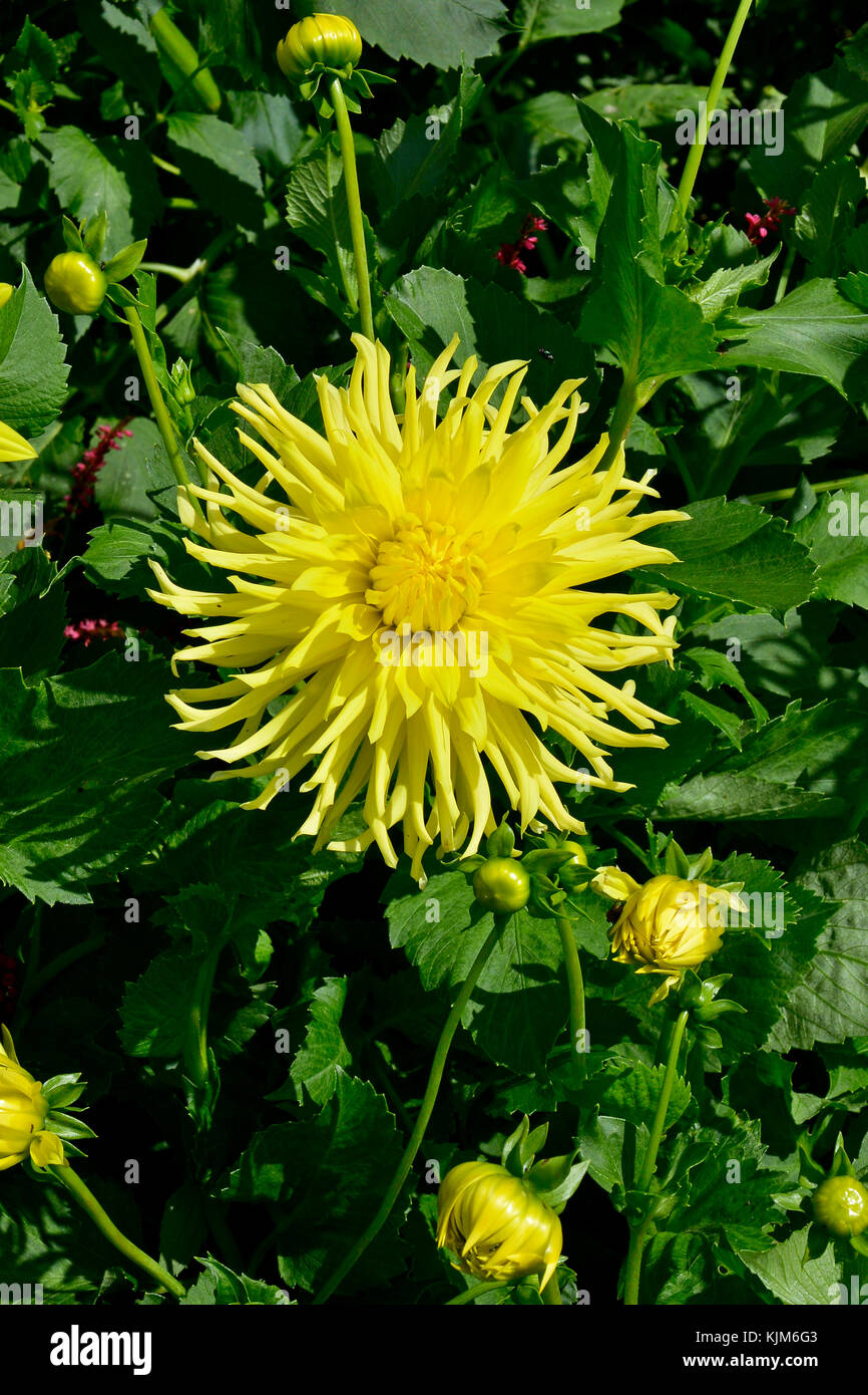 Close up of Dahlia 'Yellow Star' in a flower border of a cottage garden Stock Photo