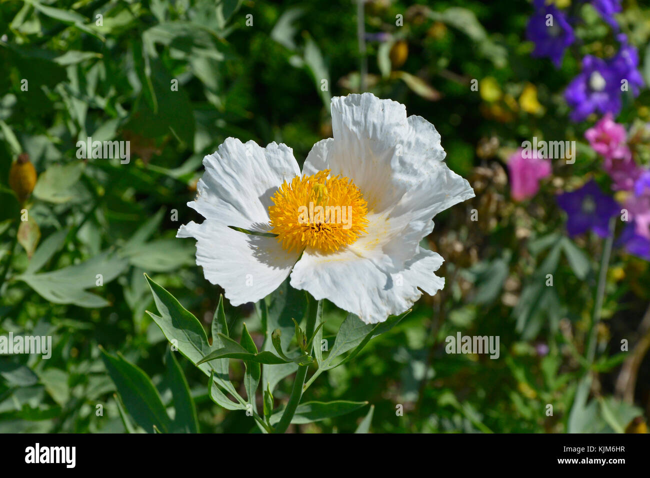 A close up of the Californian Tree Poppy Romneya coulteri 'White Cloud' Stock Photo