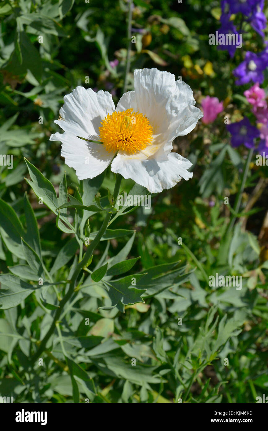 A close up of the Californian Tree Poppy Romneya coulteri 'White Cloud' Stock Photo