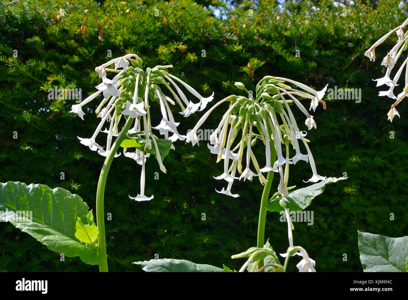 Close up in a garden flower border of Nicotiana sylvestris the Tobacco plant Stock Photo