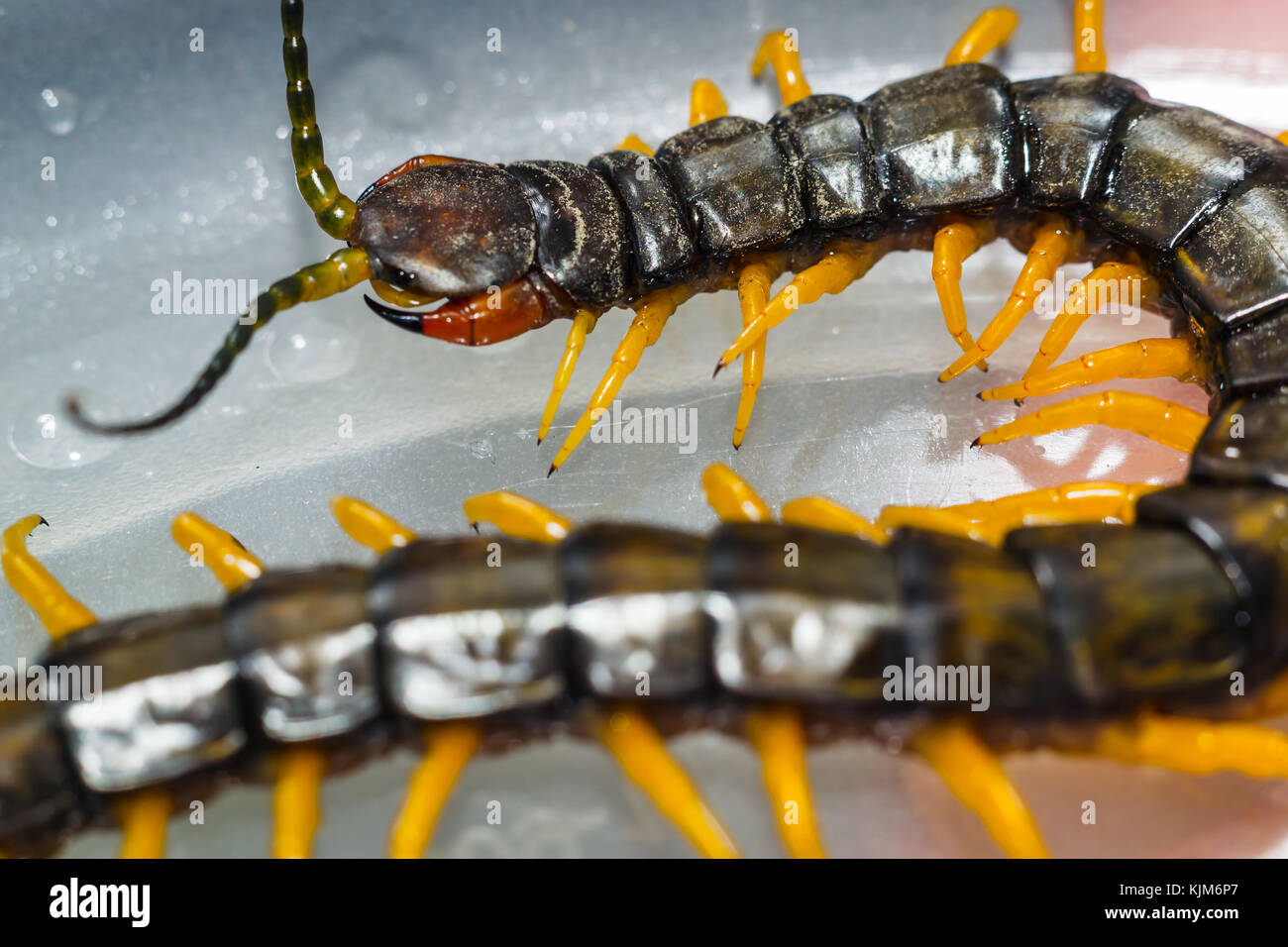 Centipede close-up macro photo of white background, isolated Stock Photo