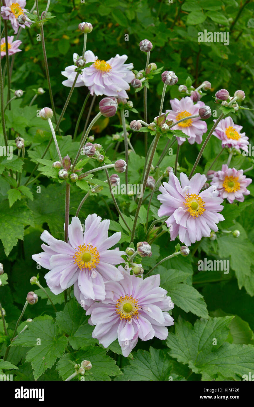 Close up of Japanese Anemones, Windflowers in a garden border Stock Photo