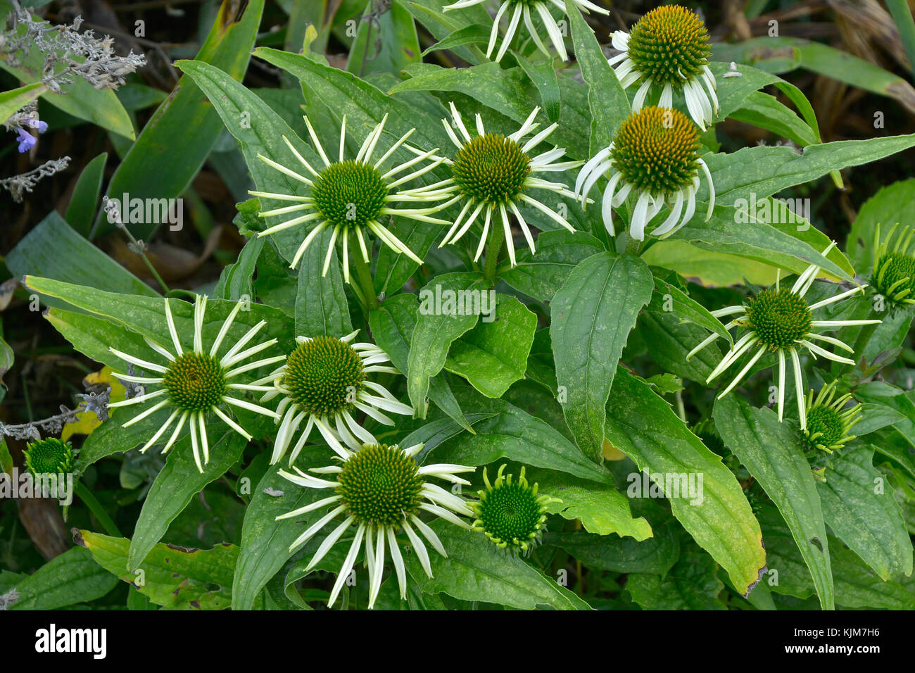 Close up of Echinacea 'Green Envy'  in a garden flower border Stock Photo