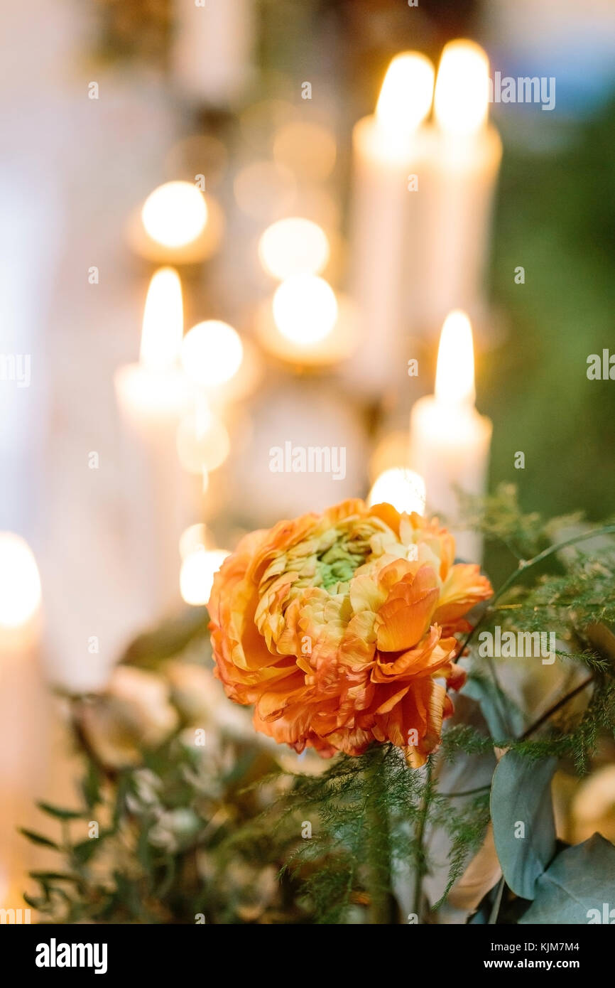 background, love, growing concept. on the blured background of burning candles there is extremely beautiful flower, great bud of rose has original and rare colour of light orange Stock Photo