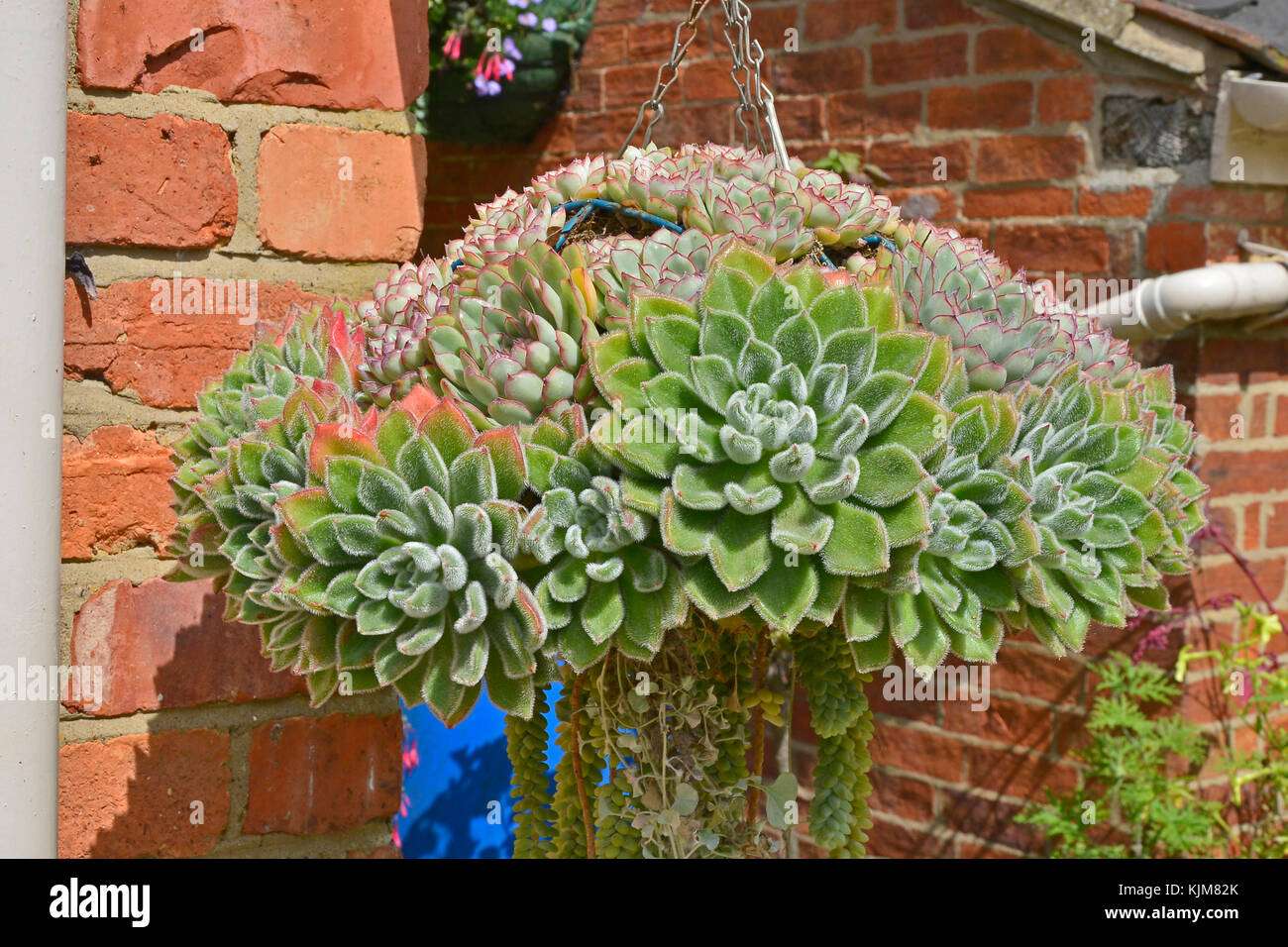 A selection of Succulents displayed in a hanging basket Stock Photo Alamy