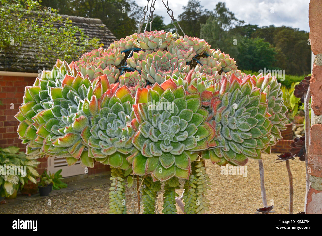 A selection of Succulents displayed in a hanging basket Stock Photo