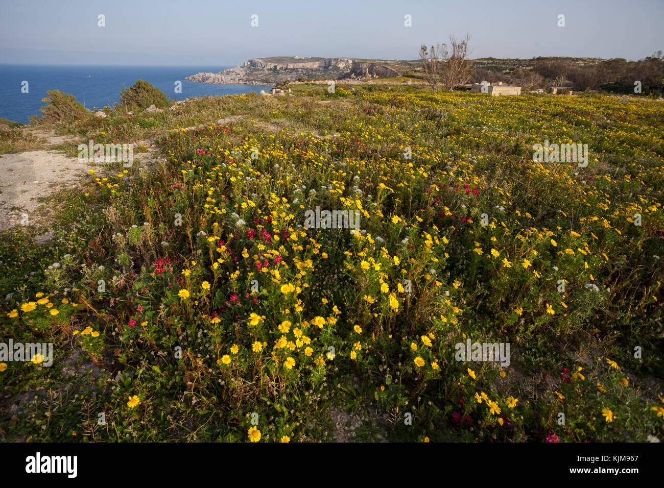 Wildflower in Spring Gozo, Malta Stock Photo