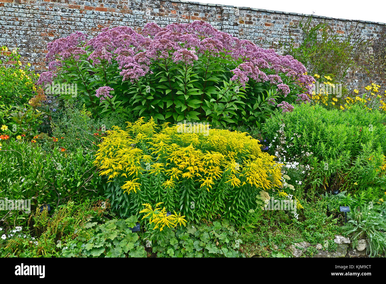 Colorful garden border with Large Eupatorium maculatum and Solidago 'Golden Showers' Stock Photo