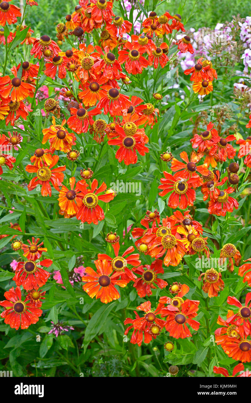 Close up of a garden flower border with colourful Helenium 'Moerheim Beauty' Stock Photo