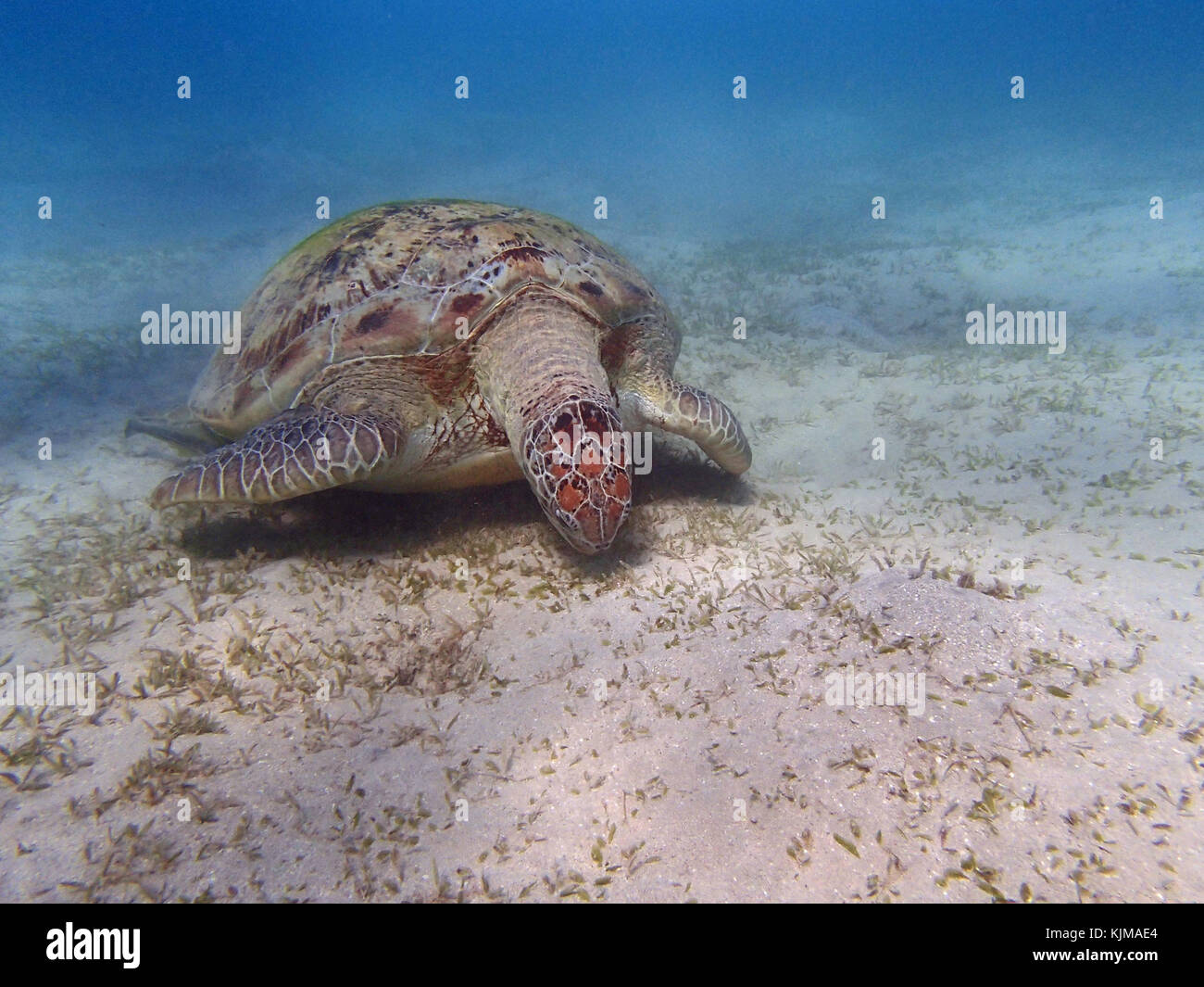 turtle in the red sea Stock Photo - Alamy