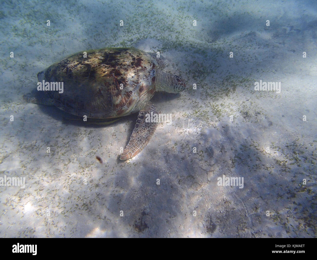 turtle in the red sea Stock Photo - Alamy