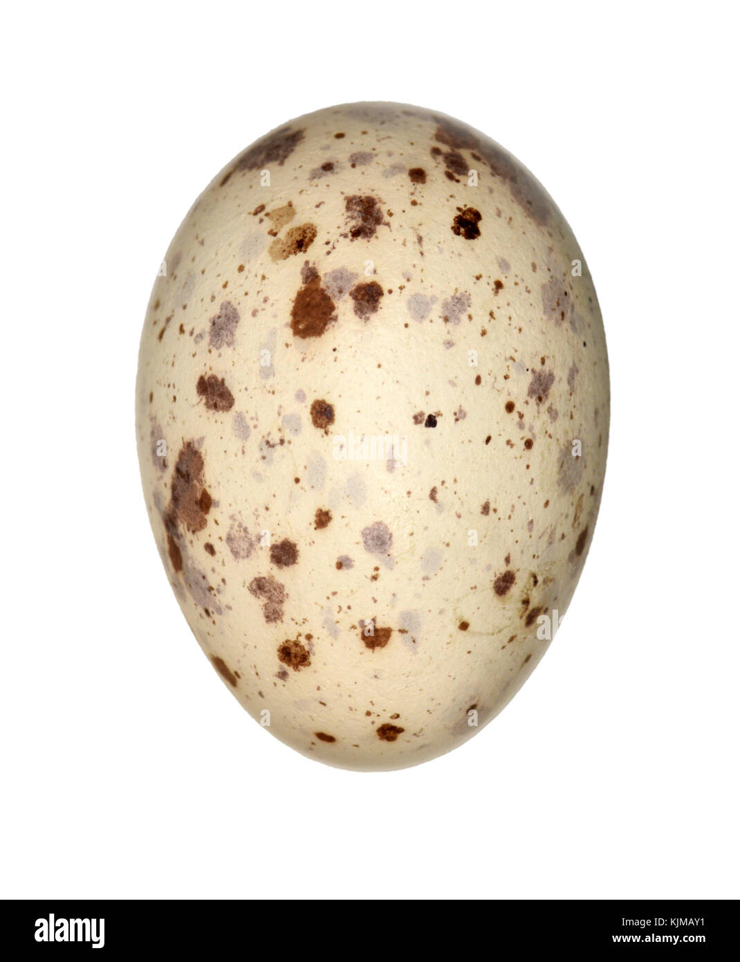 工芸品  birds festive mistle thrush egg 工芸品 birds festive mistle thrush egg Mistle Thrush Eggs