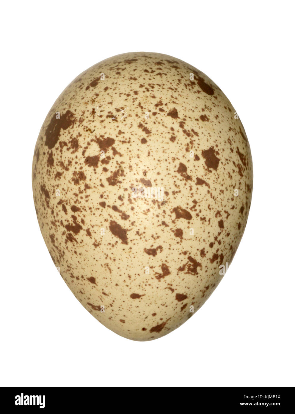 Red Legged Partridge Eggs Hi res Stock Photography And Images Alamy
