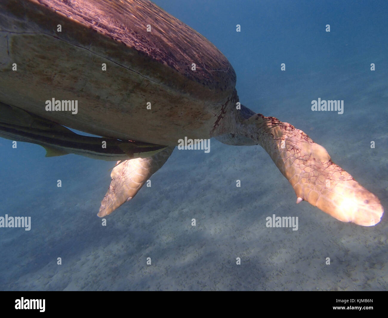 turtle in the red sea Stock Photo - Alamy