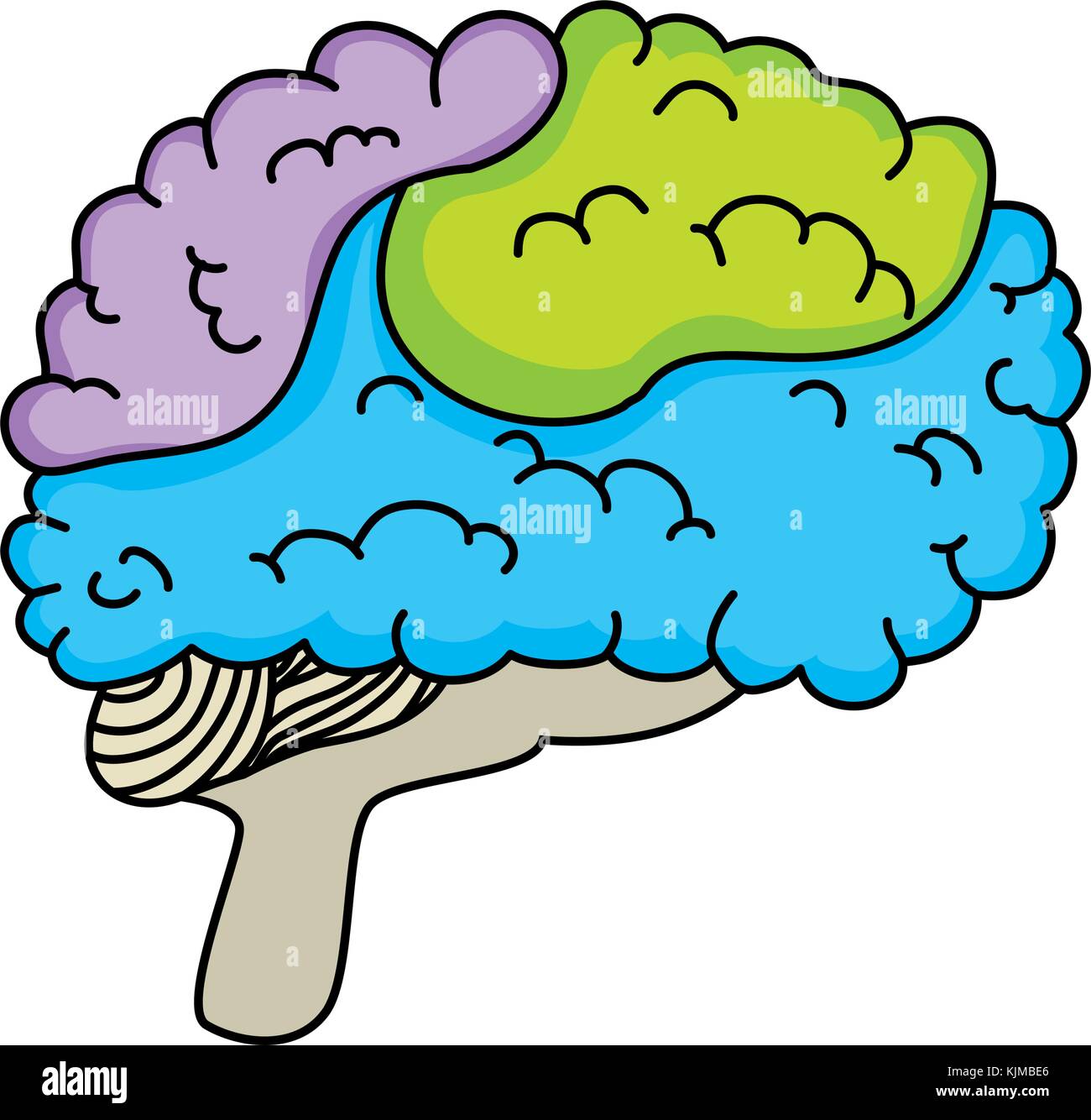 brain human isolated icon vector illustration design Stock Vector Image ...
