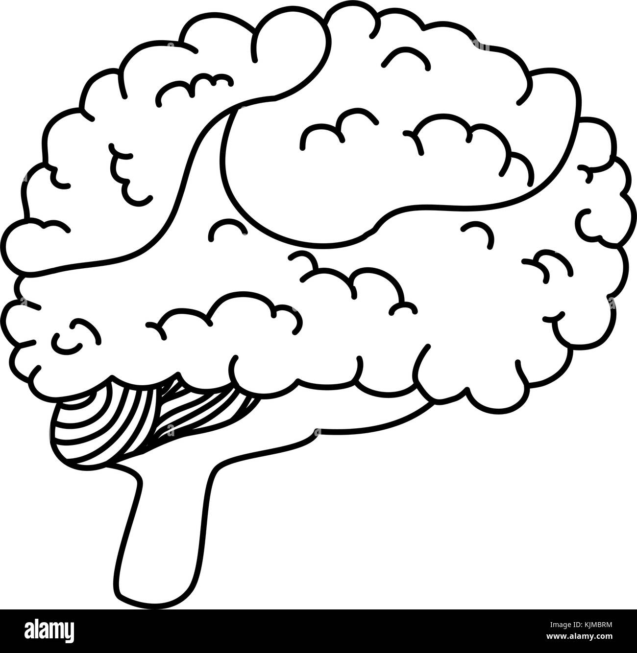 brain human isolated icon vector illustration design Stock Vector Image ...
