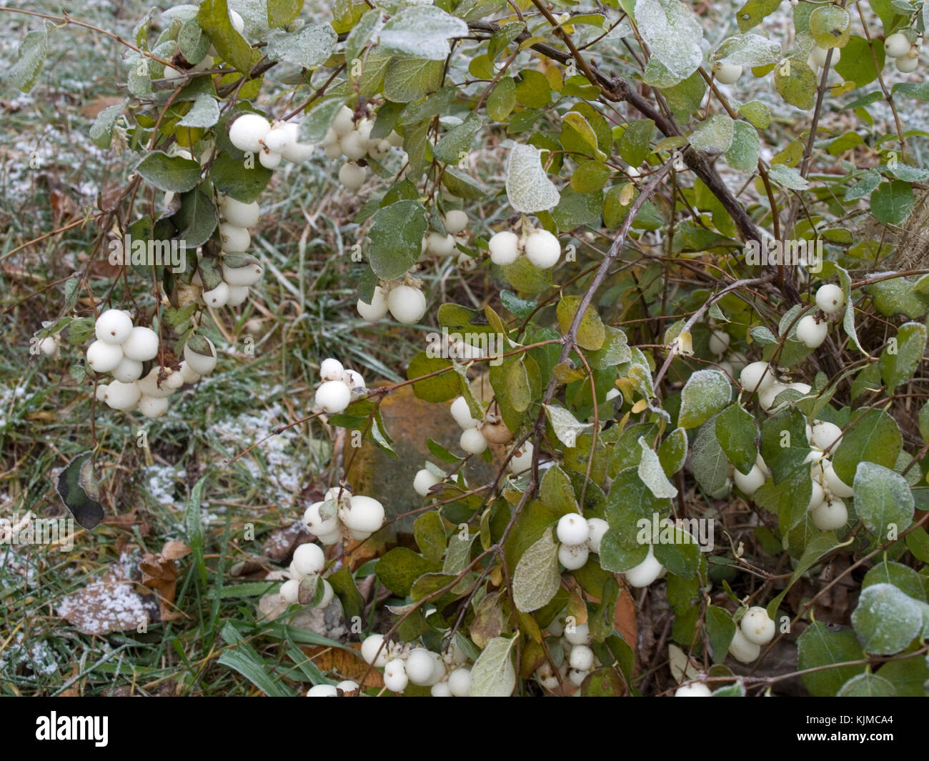 Snowberry shrub in late autumn Stock Photo