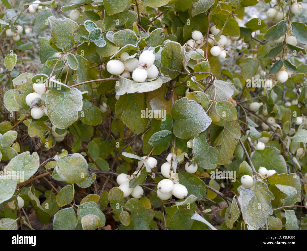 Snowberry shrub in late autumn Stock Photo