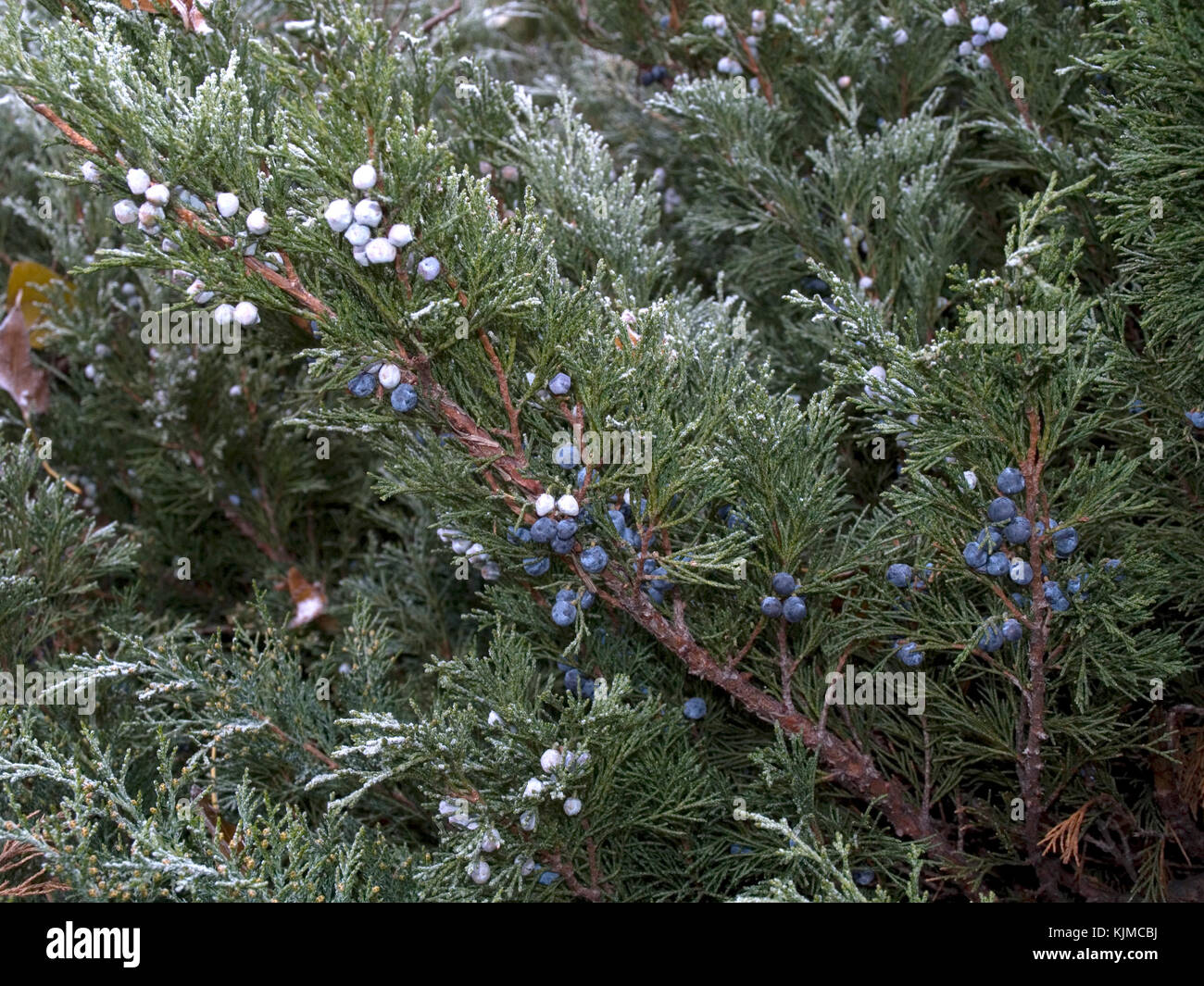 Juniper shrub in late autumn Stock Photo Alamy