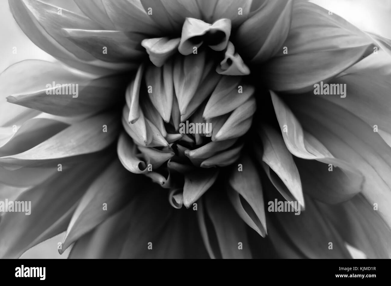 Black and white closeup image of a Dahlia flower Stock Photo - Alamy