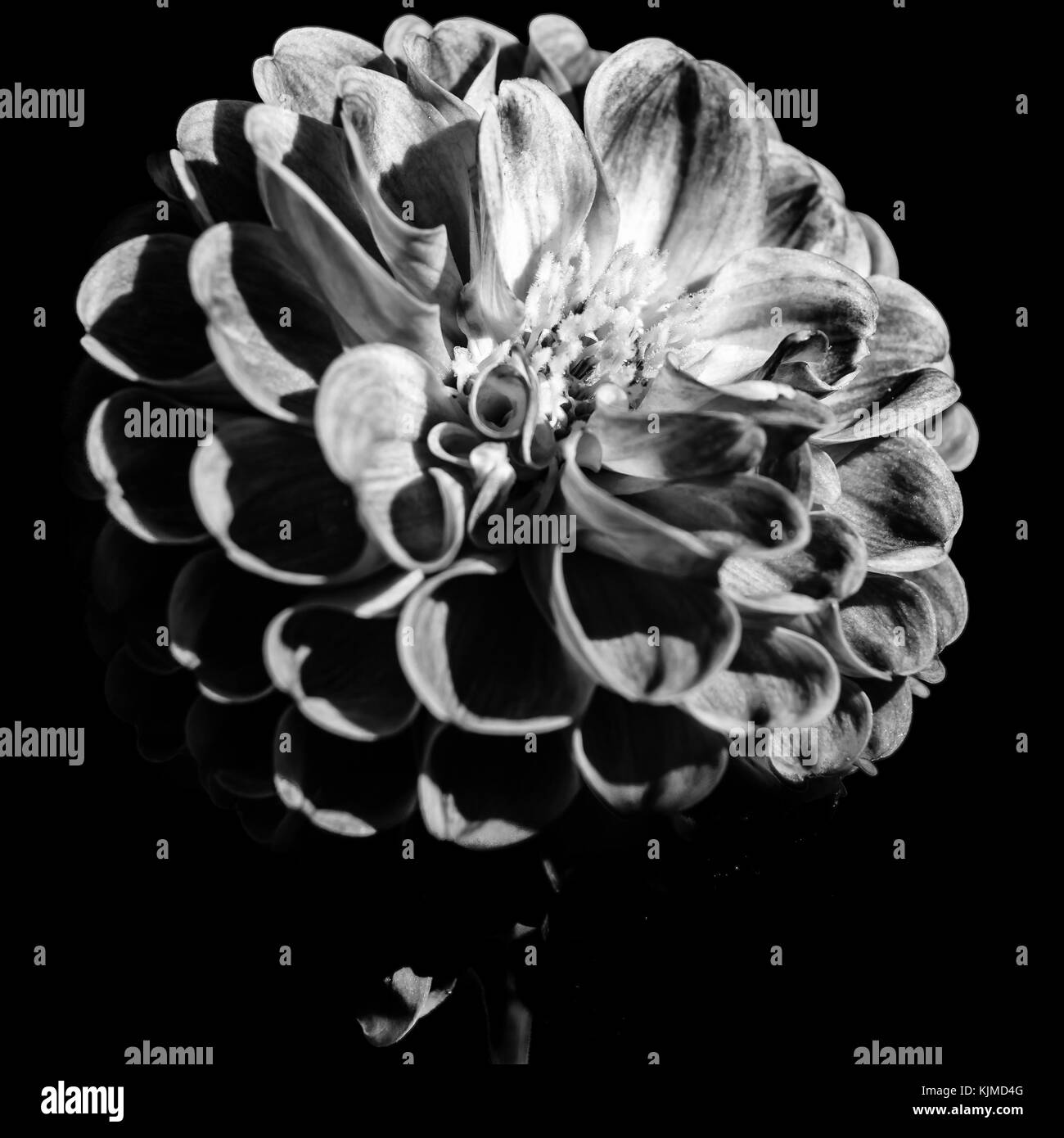 Black and white closeup image of a Dahlia flower Stock Photo - Alamy