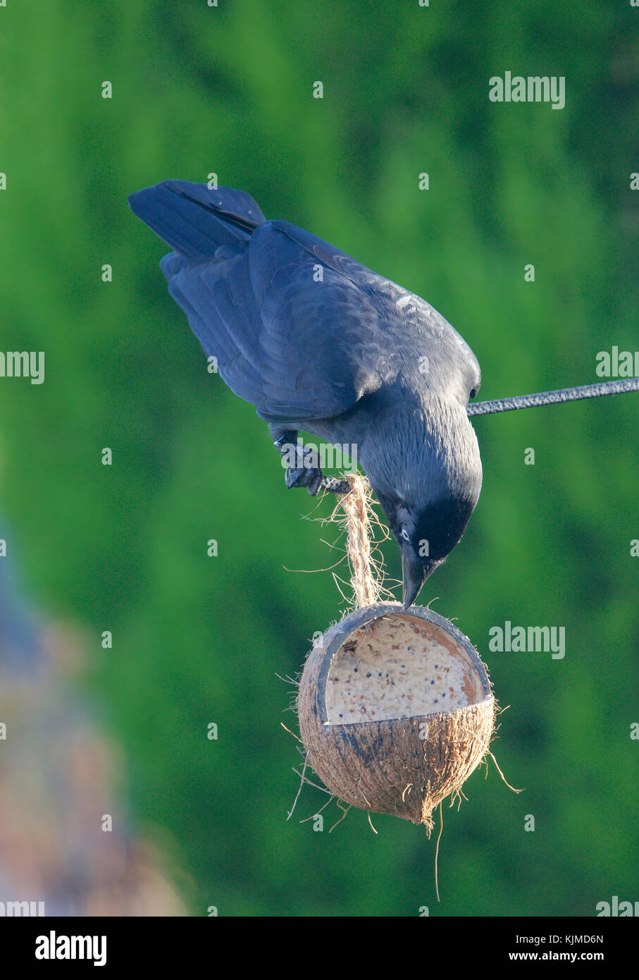 A jackdaw sits on a coconut before feeding from it Stock Photo Alamy