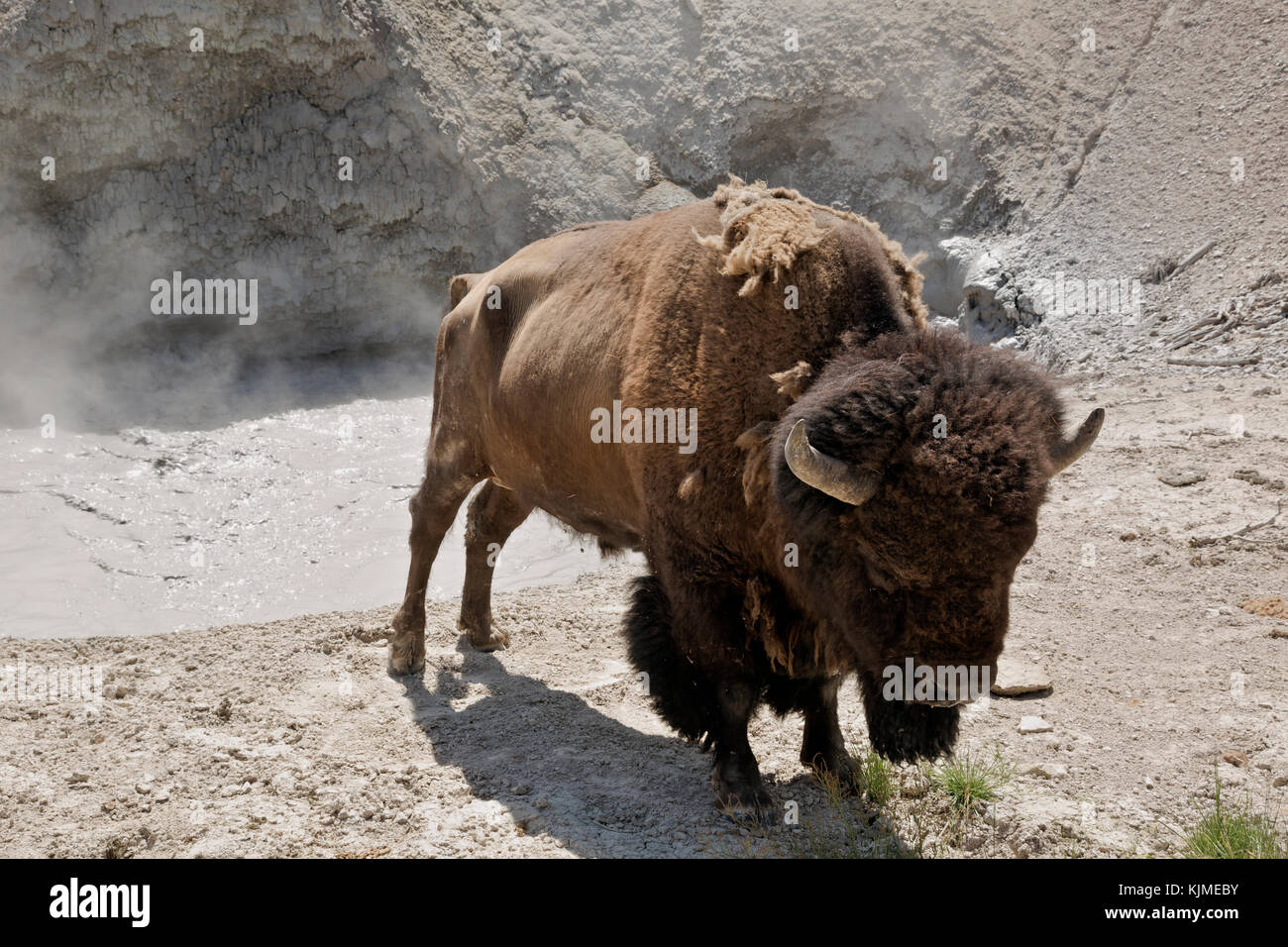WY02649-00...WYOMING - Buffalo relaxing in the warm steam of a mud pot in the Mud Volcano area of Yellowstone National Park. Stock Photo