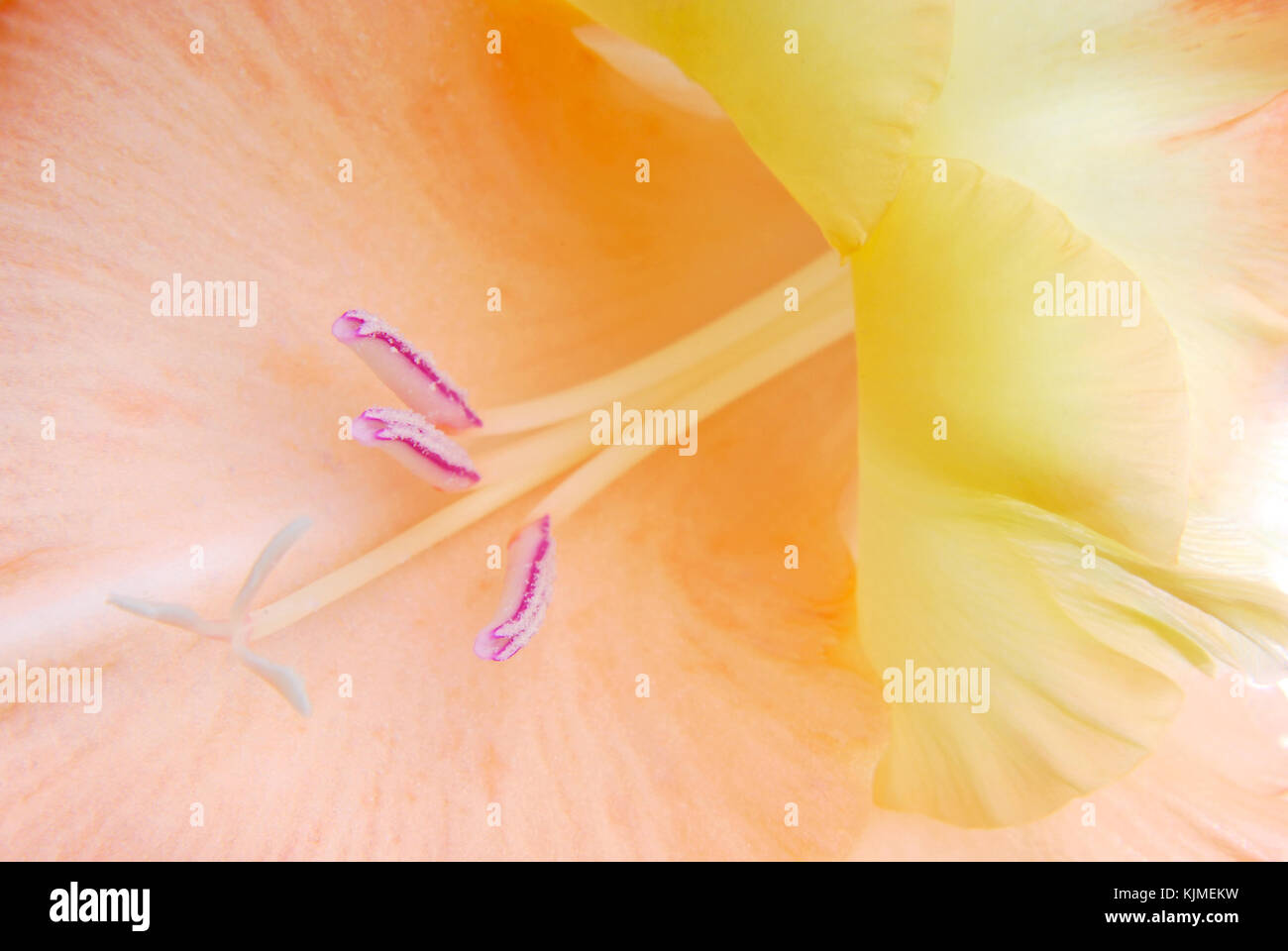 Flower texture macro hi-res stock photography and images - Alamy