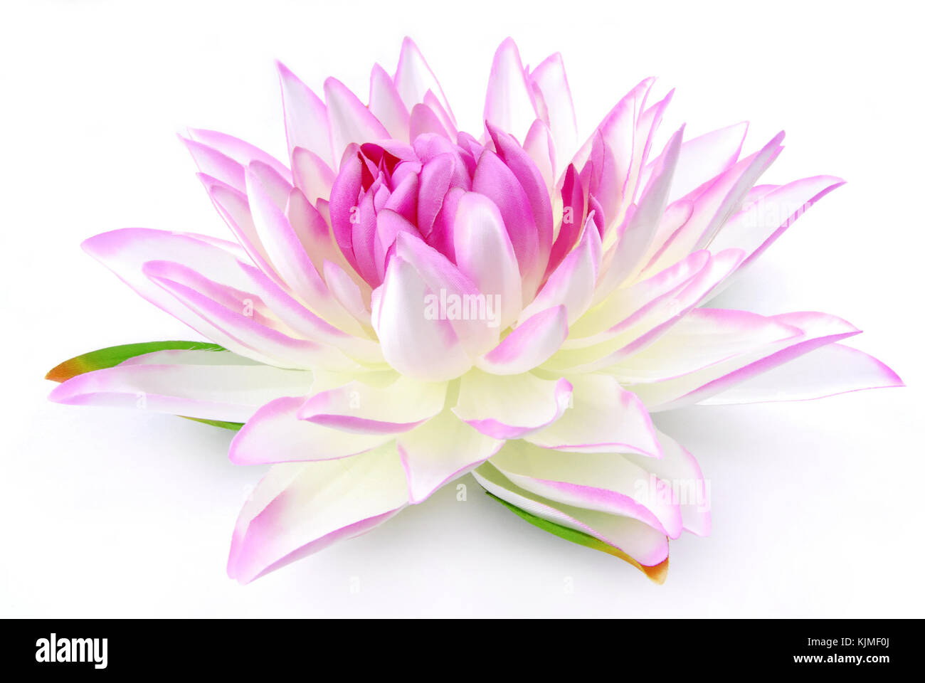 Lily pink isolated on white Stock Photo