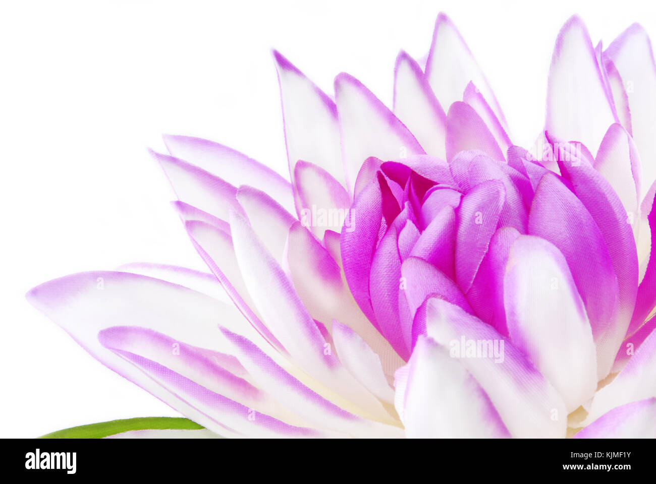 close up of the Lily pink on white Stock Photo