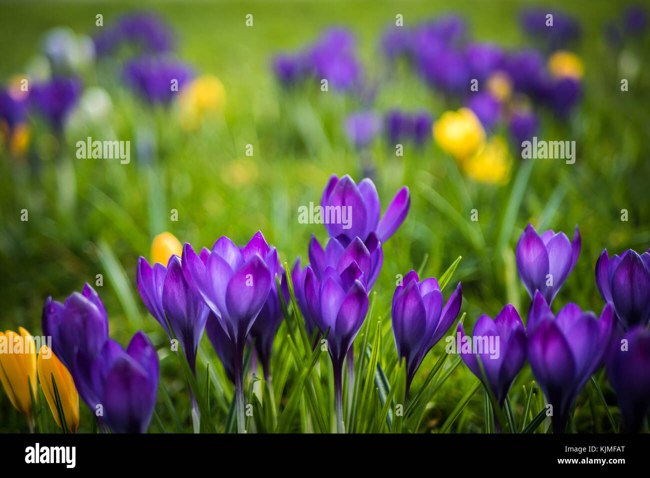 Lots of purple and yellow crocuses in a green grass field Stock Photo