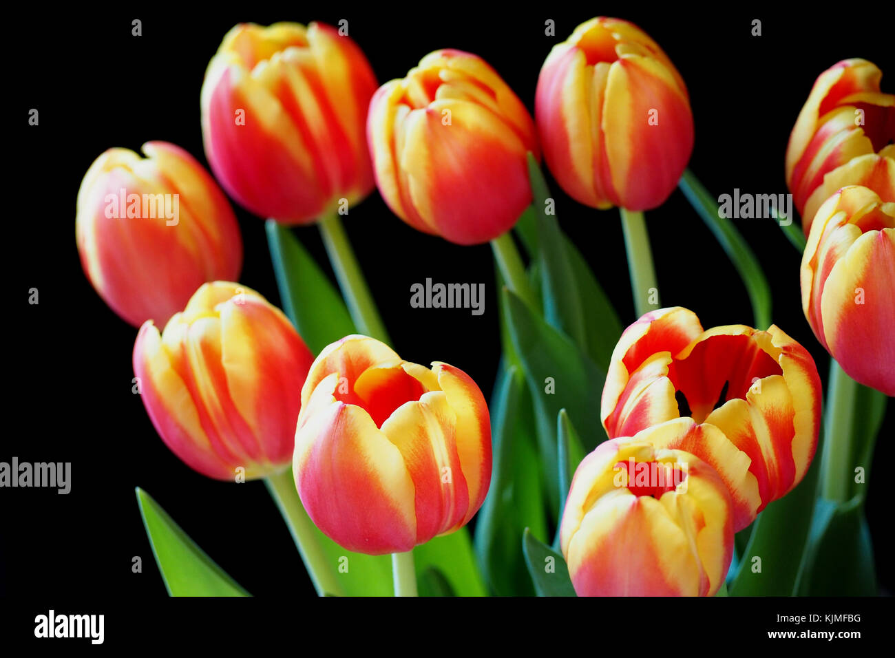 A bouquet of red and yellow tulips on a black background Stock Photo