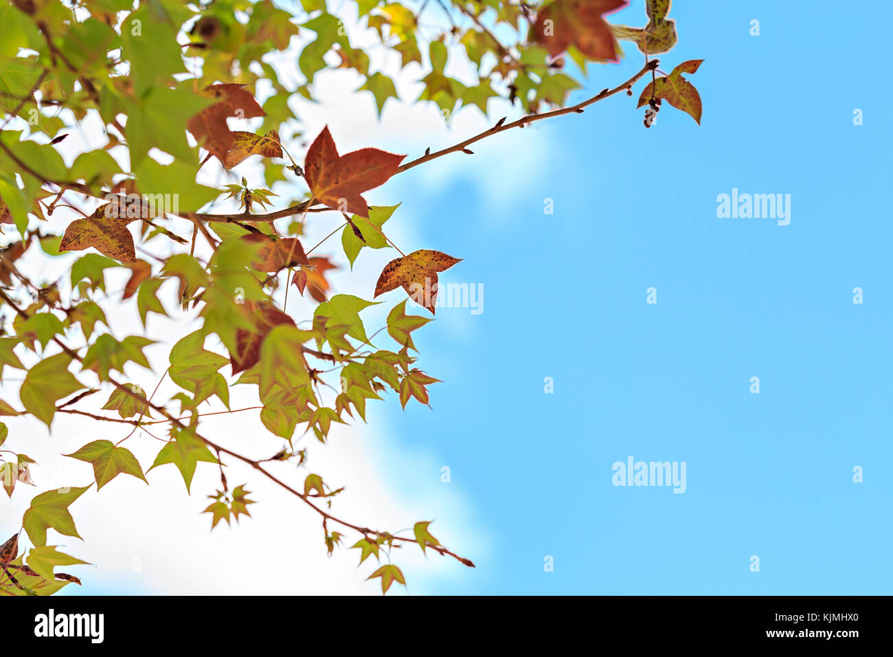 Autumn maple leaves against the blue sky Stock Photo - Alamy
