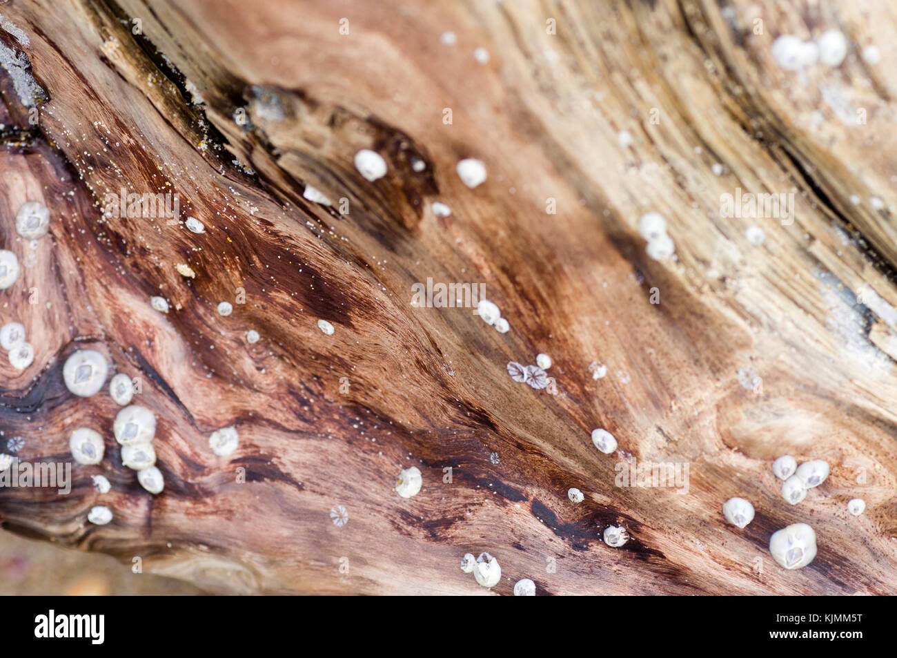 Soft Clams High Resolution Stock Photography and Images - Alamy