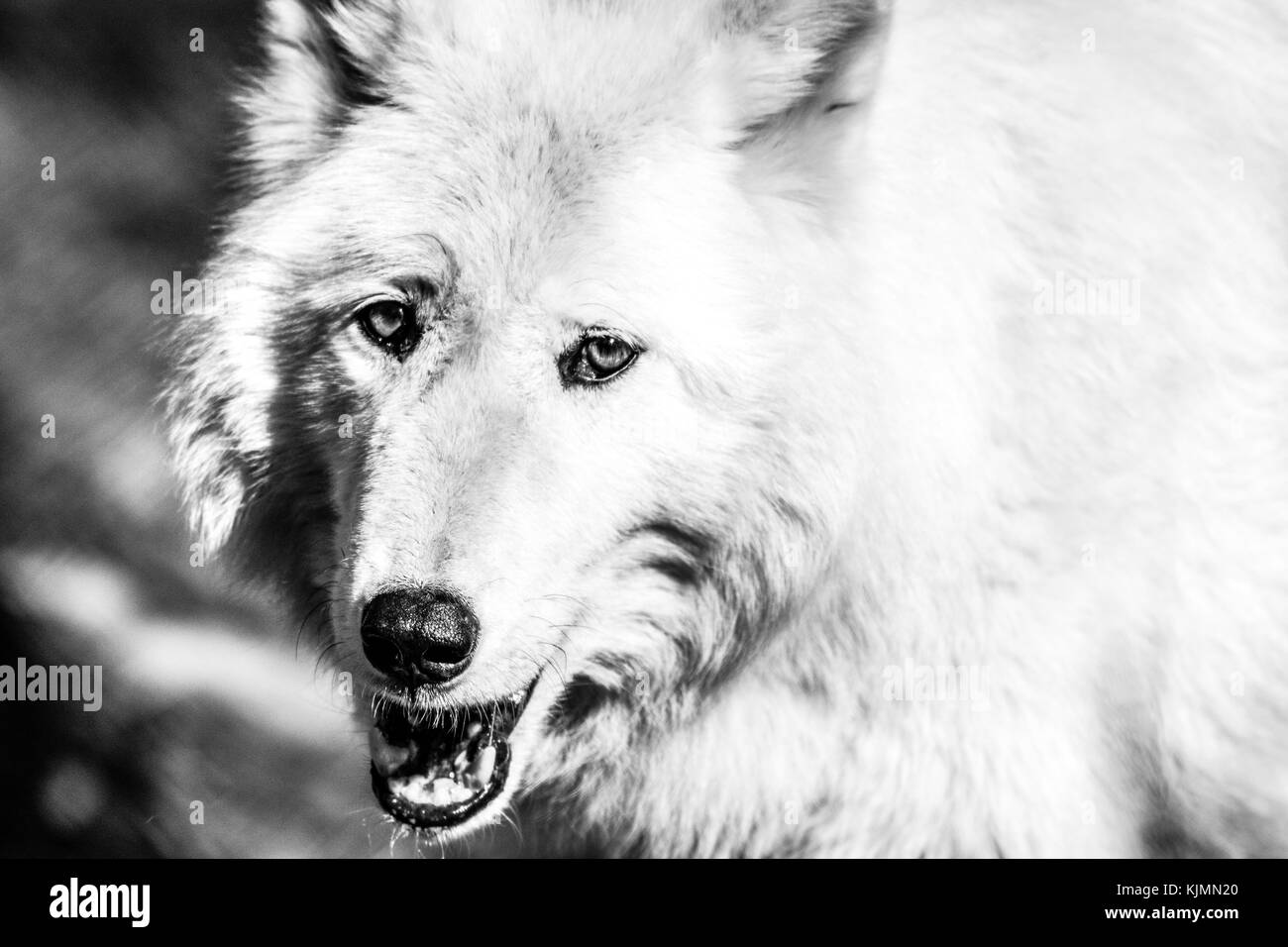 White Arctic wolf (Canis lupus arctosportrait), closeup, black and