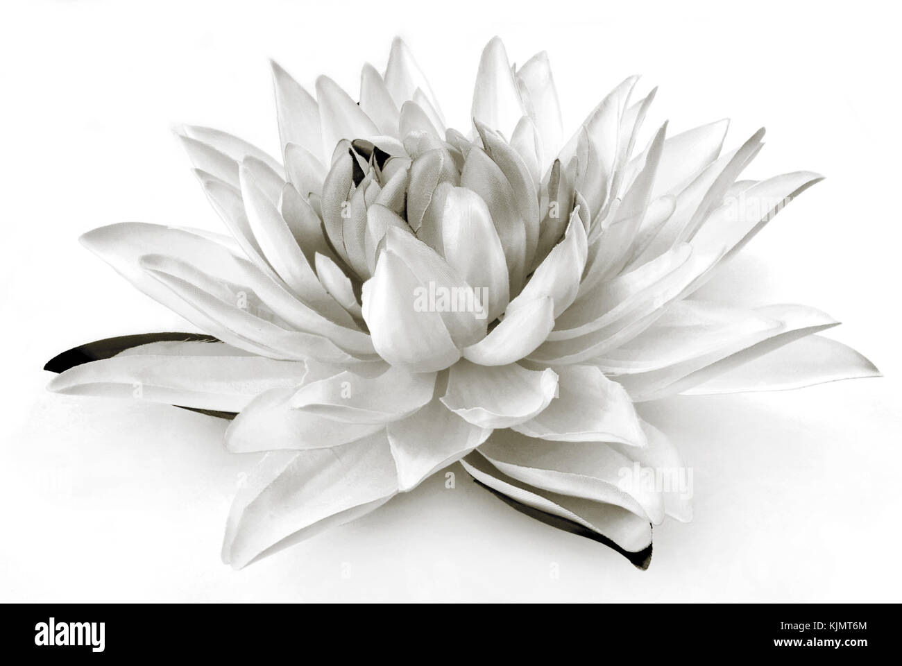 Lily flower in black and white Stock Photo - Alamy