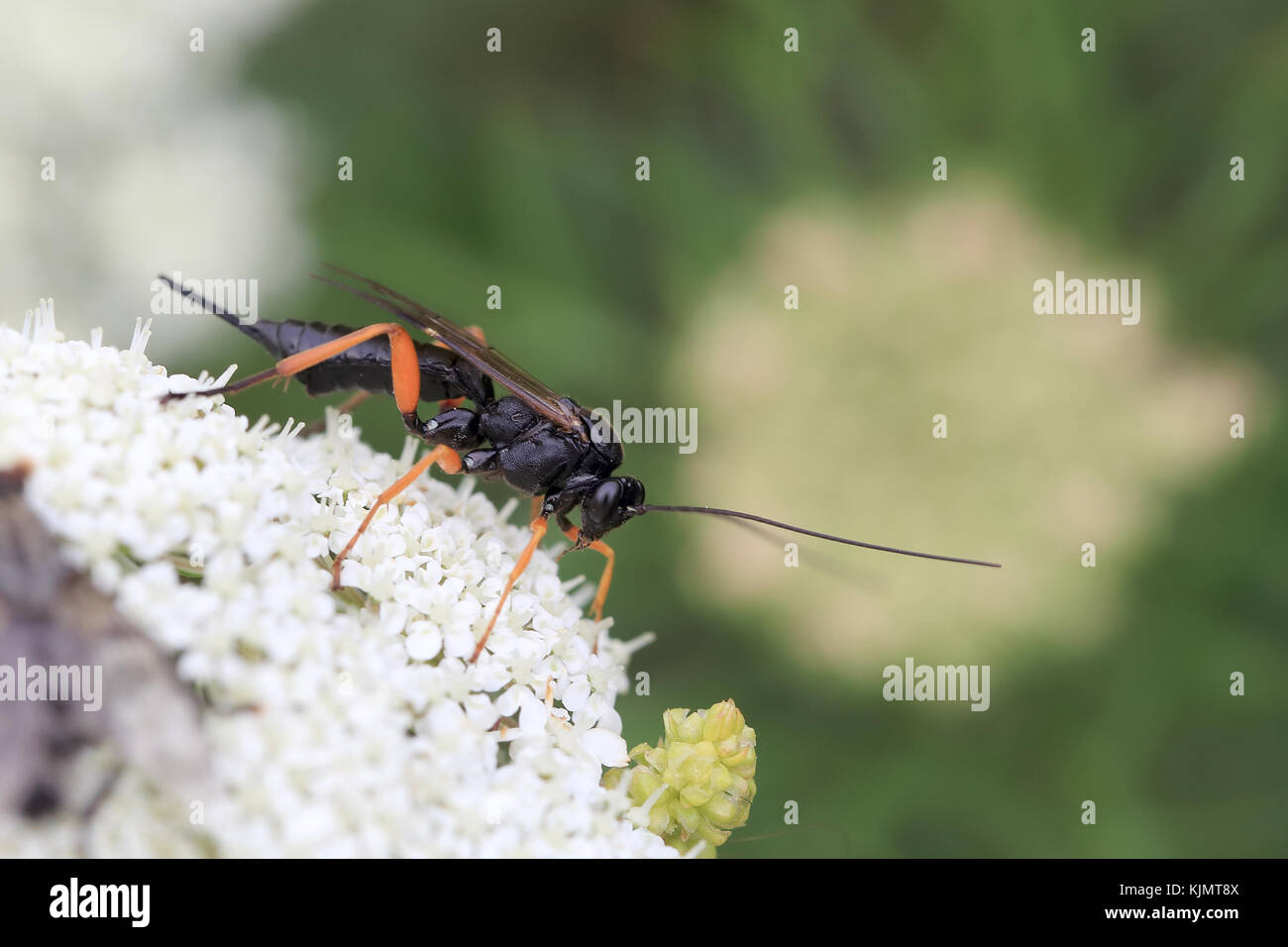 A large female Sirex Wood Wasp, Isles of Scilly, Cornwall, UK. Stock Photo
