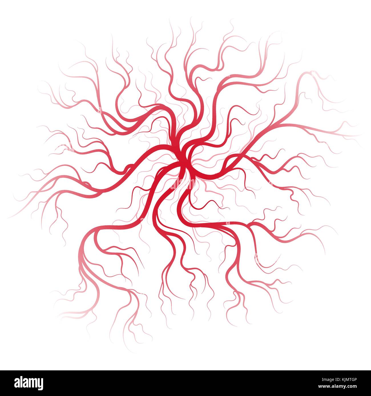 Human blood veins Stock Vector