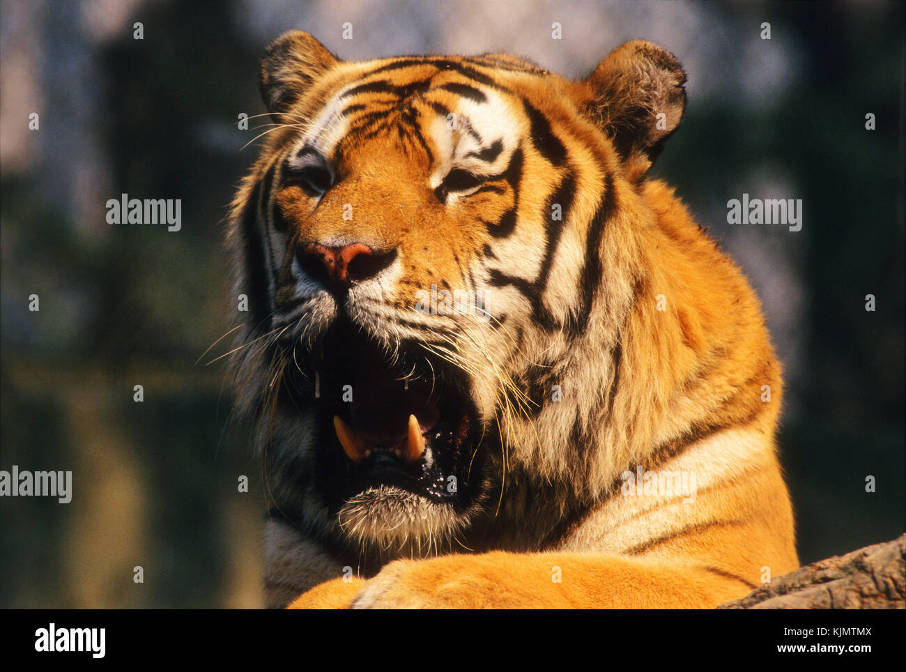 Tiger, the largest cat in the world Stock Photo Alamy