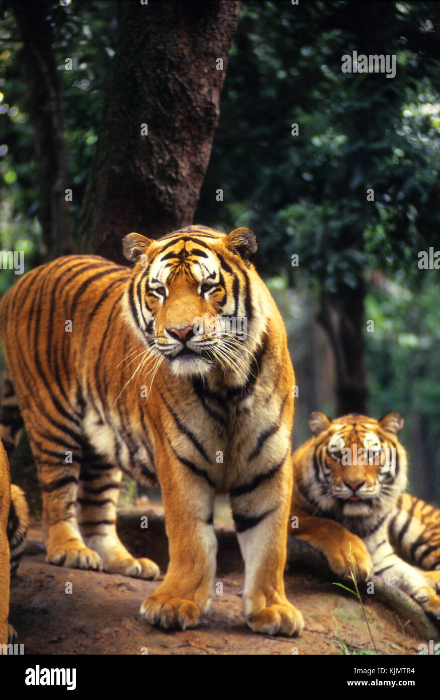 Tiger, the largest cat in the world Stock Photo Alamy