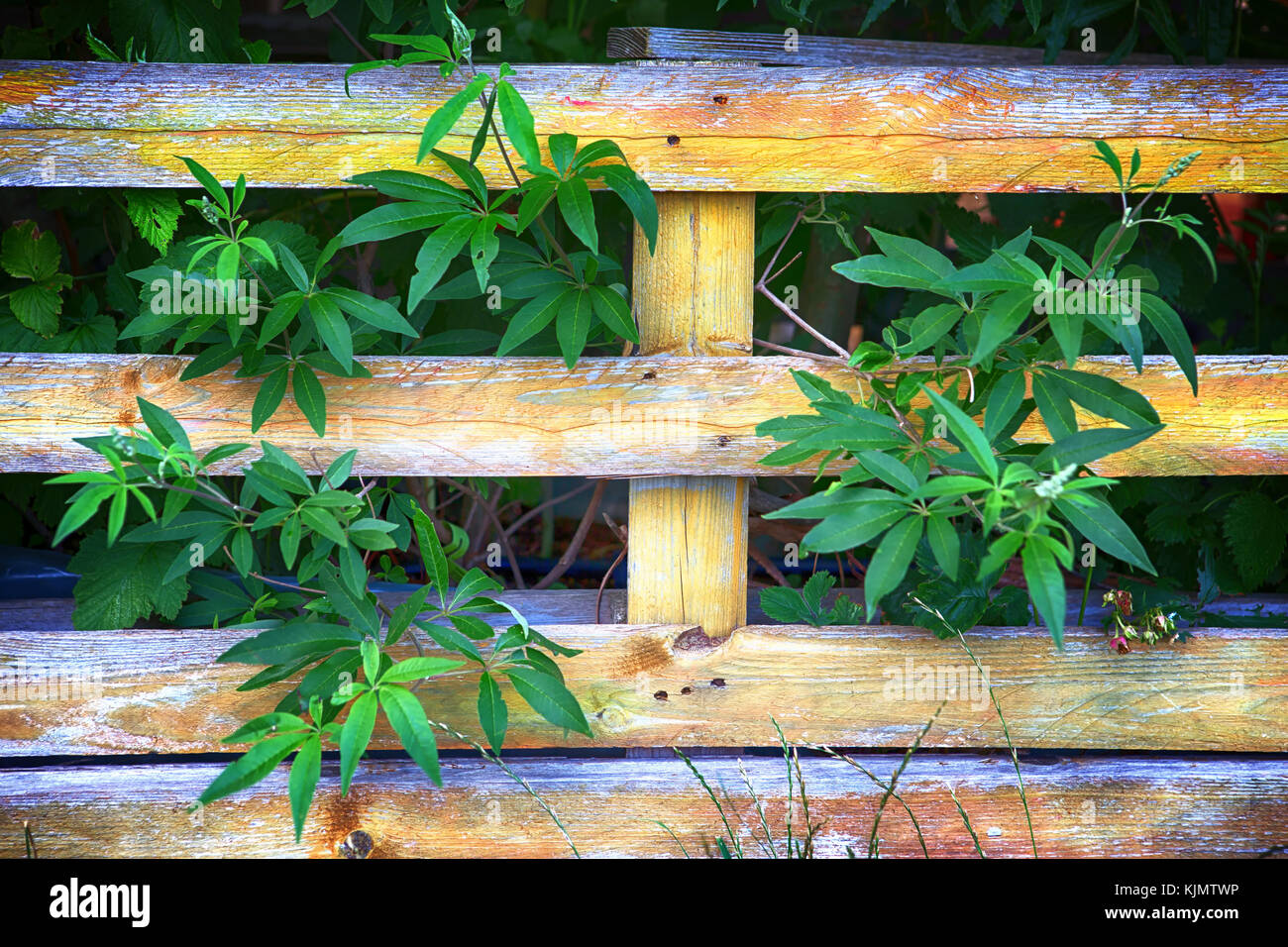 Plants growing through fence hires stock photography and images Alamy