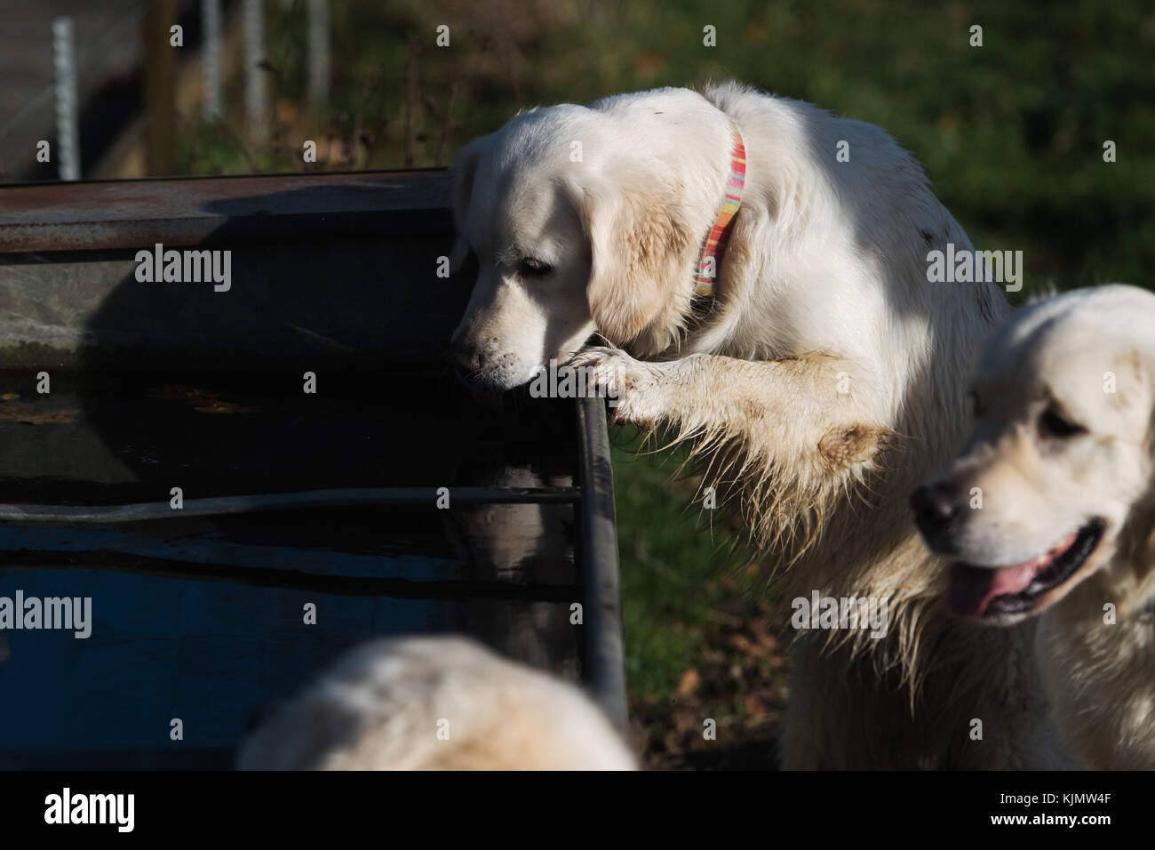 Dogs drinking trough hi-res stock photography and images - Alamy